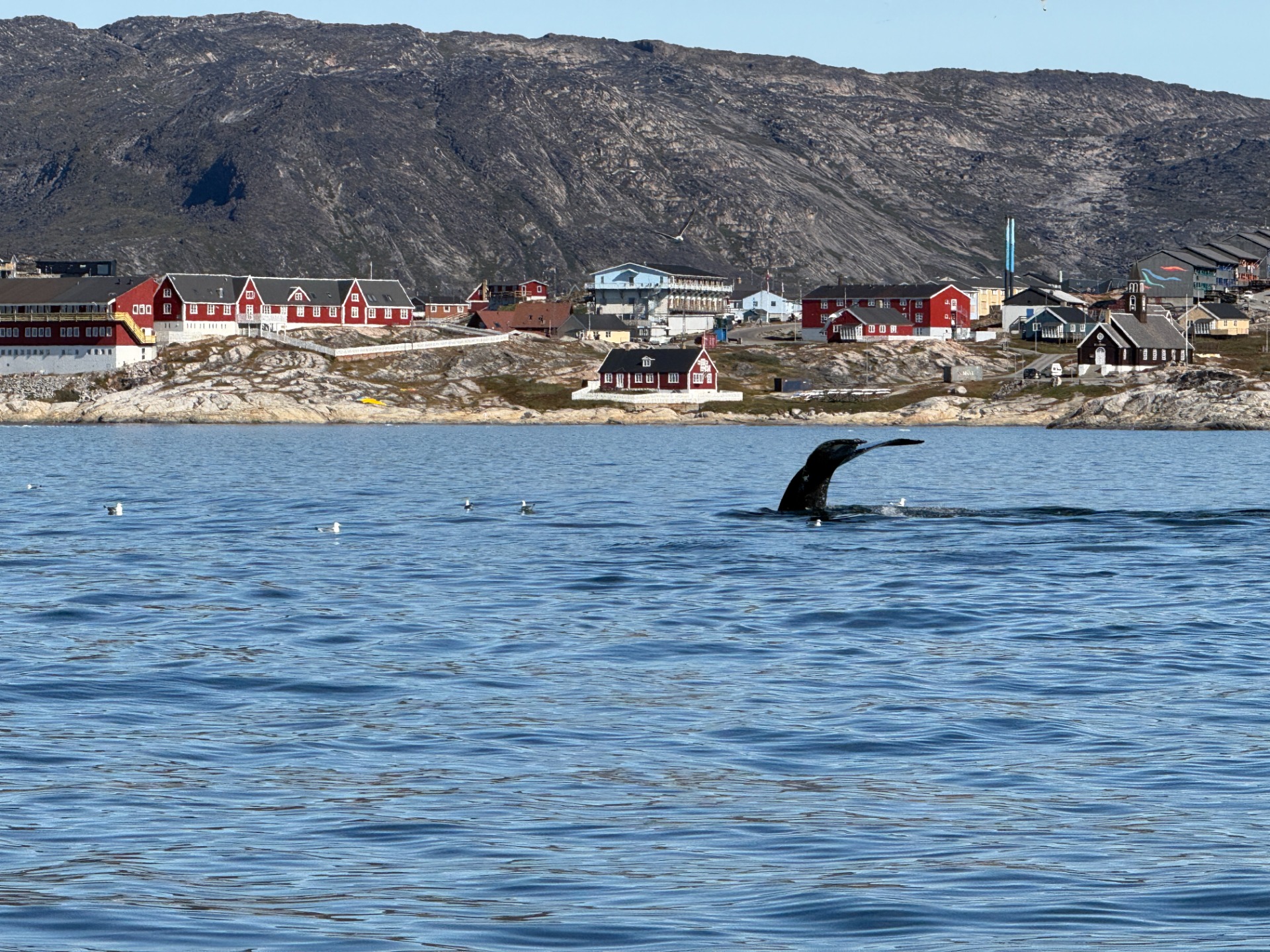 Whale watching